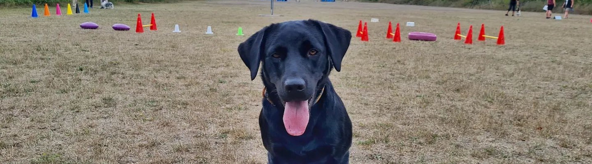 Hund framför aktiviteter på appellplan