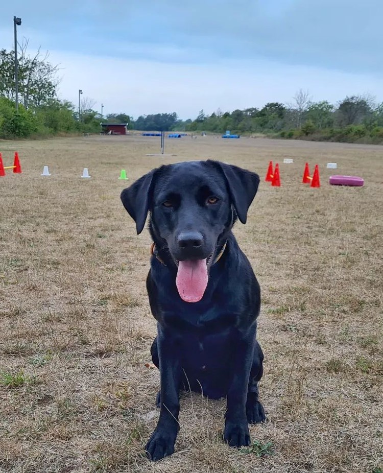 Hund framför aktiviteter på appellplan