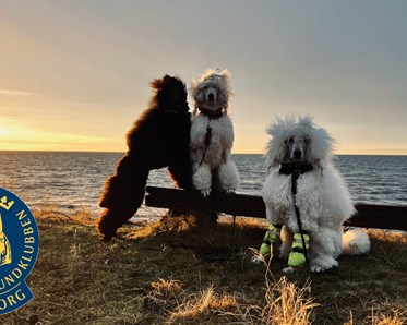 Bild på unga pudlar