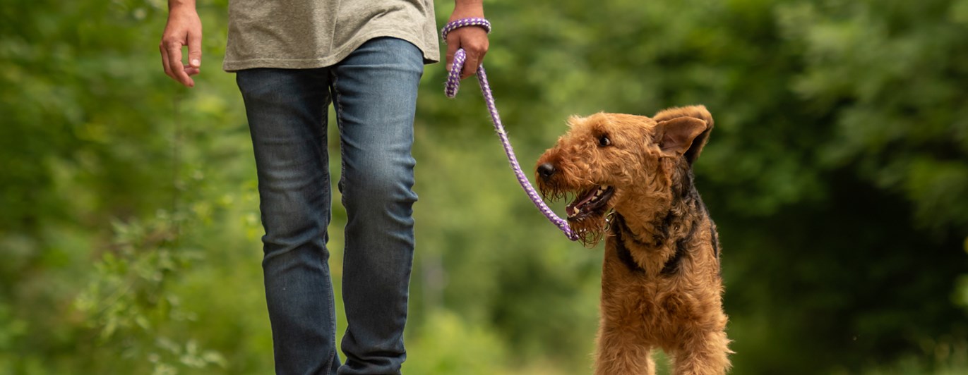 Kopplad airedaleterrier