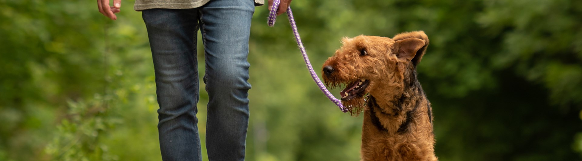Kopplad airedaleterrier