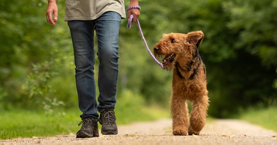 Kopplad airedaleterrier