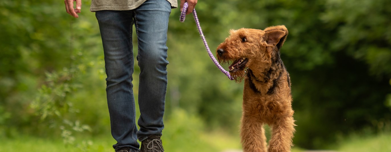 Kopplad airedaleterrier
