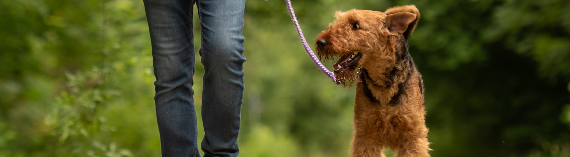 Kopplad airedaleterrier