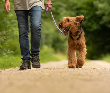 Kopplad airedaleterrier