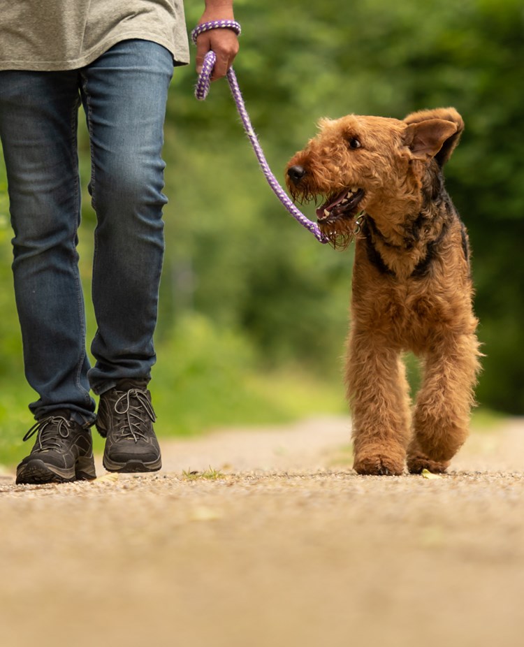 Kopplad airedaleterrier