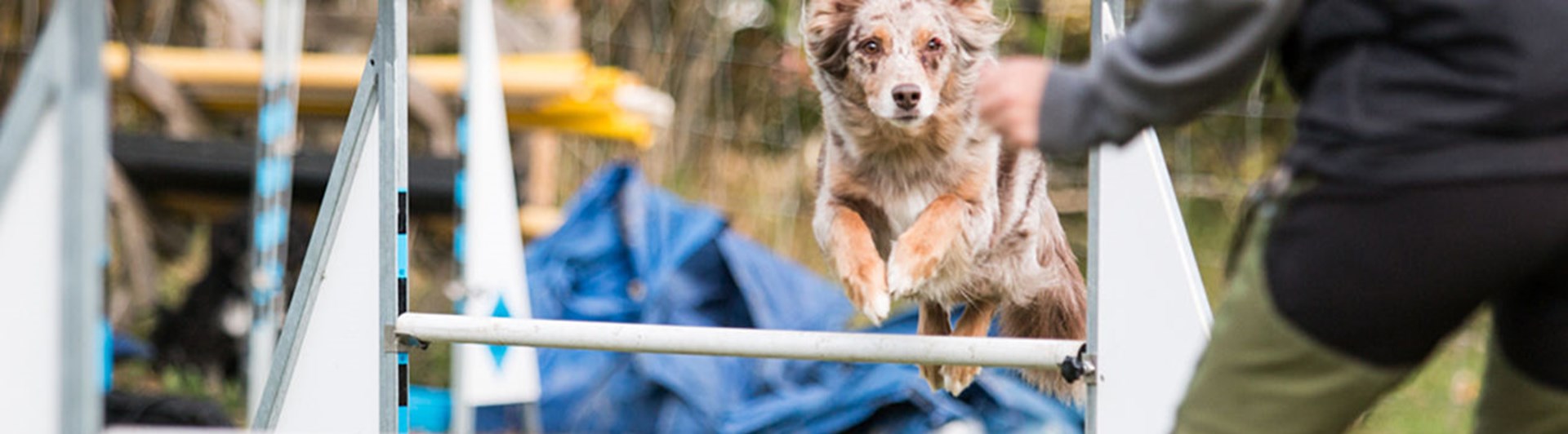 Collietyp av hund hoppar över ett hinder