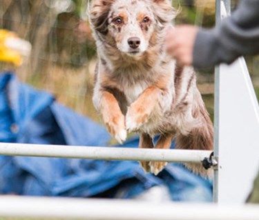 Collietyp av hund hoppar över ett hinder