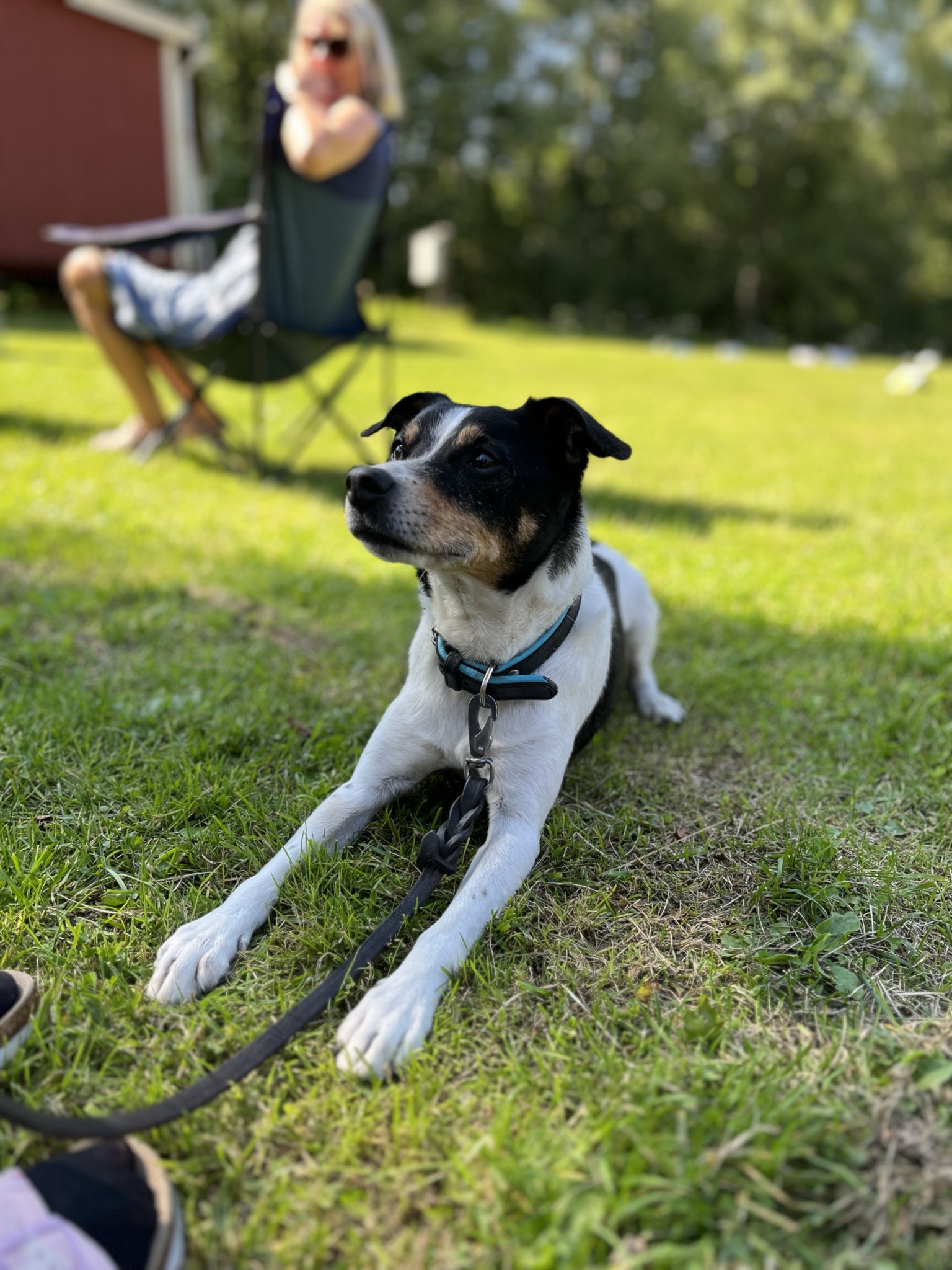 Dansk svensk gårdshund