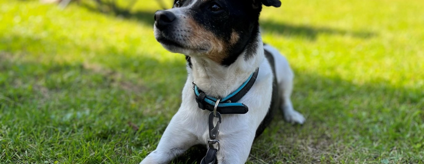 Dansk svensk gårdshund