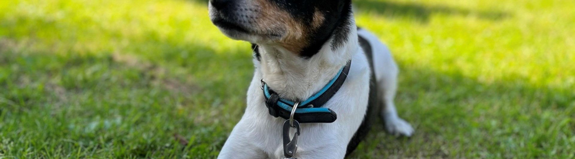 Dansk svensk gårdshund