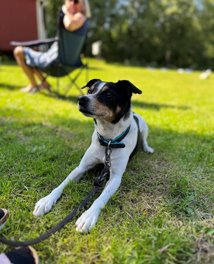 Dansk svensk gårdshund