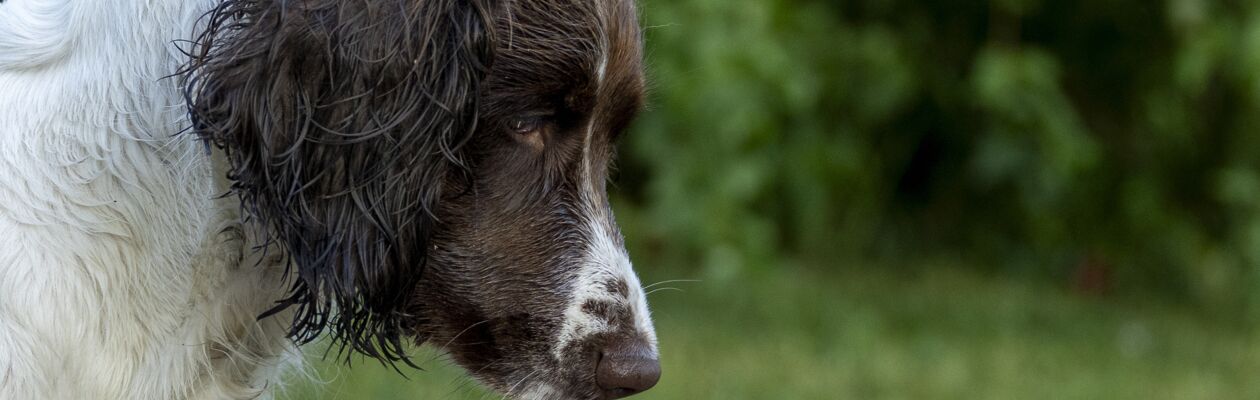 Närbild på huvud på en hund av spanieltyp