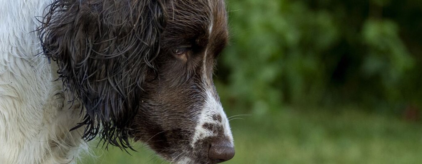 Närbild på huvud på en hund av spanieltyp