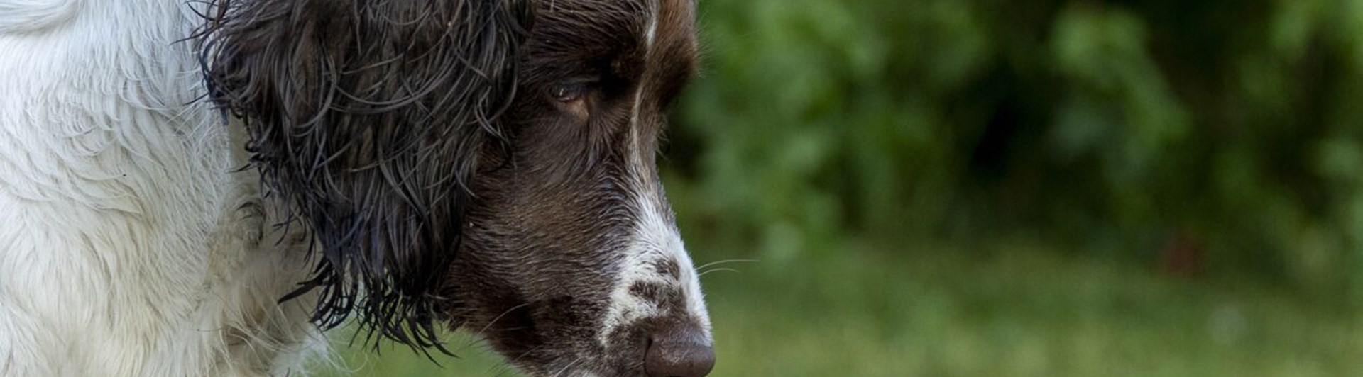Närbild på huvud på en hund av spanieltyp