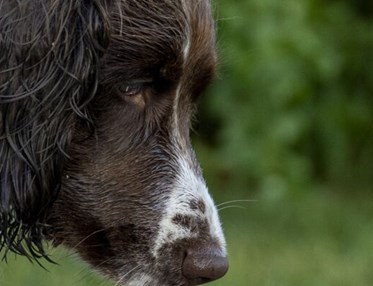 Närbild på huvud på en hund av spanieltyp