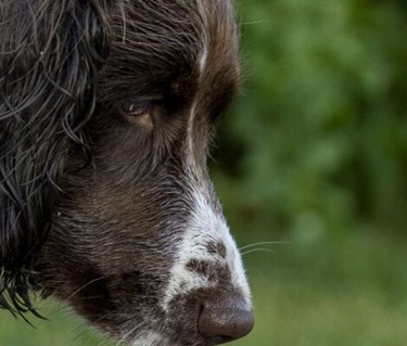 Närbild på huvud på en hund av spanieltyp