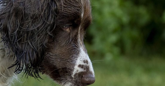 Närbild på huvud på en hund av spanieltyp