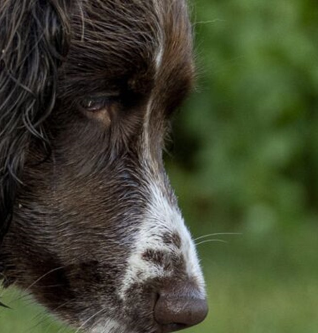 Närbild på huvud på en hund av spanieltyp