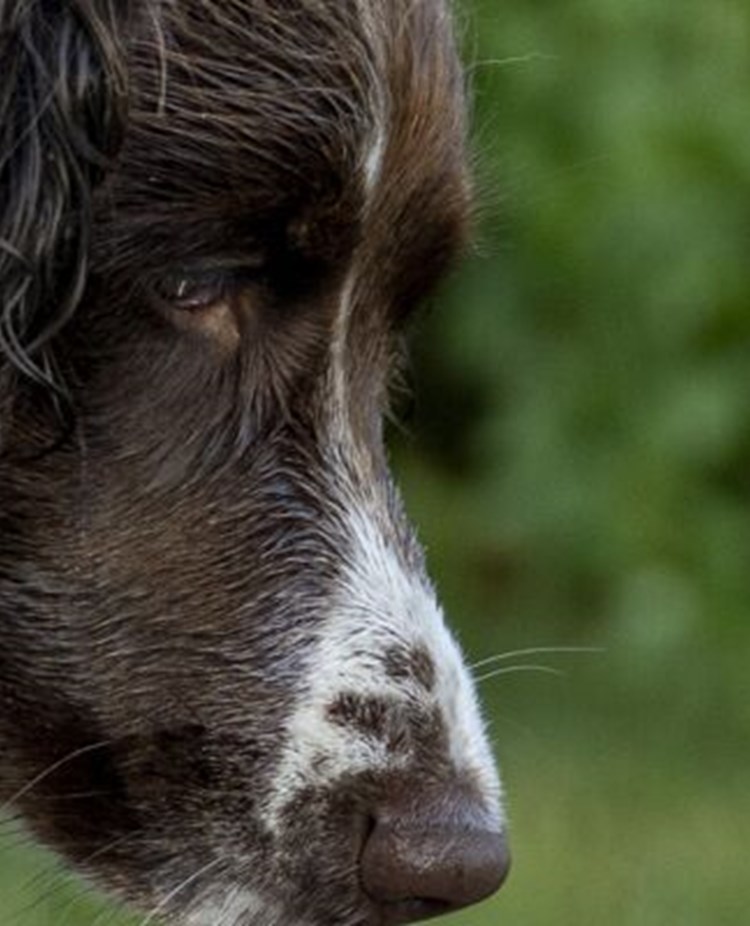 Närbild på huvud på en hund av spanieltyp