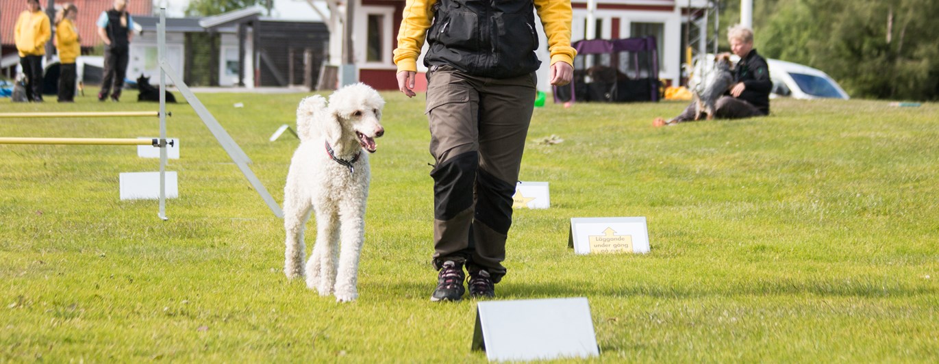 Storpudel som går en rallylydnadsbana