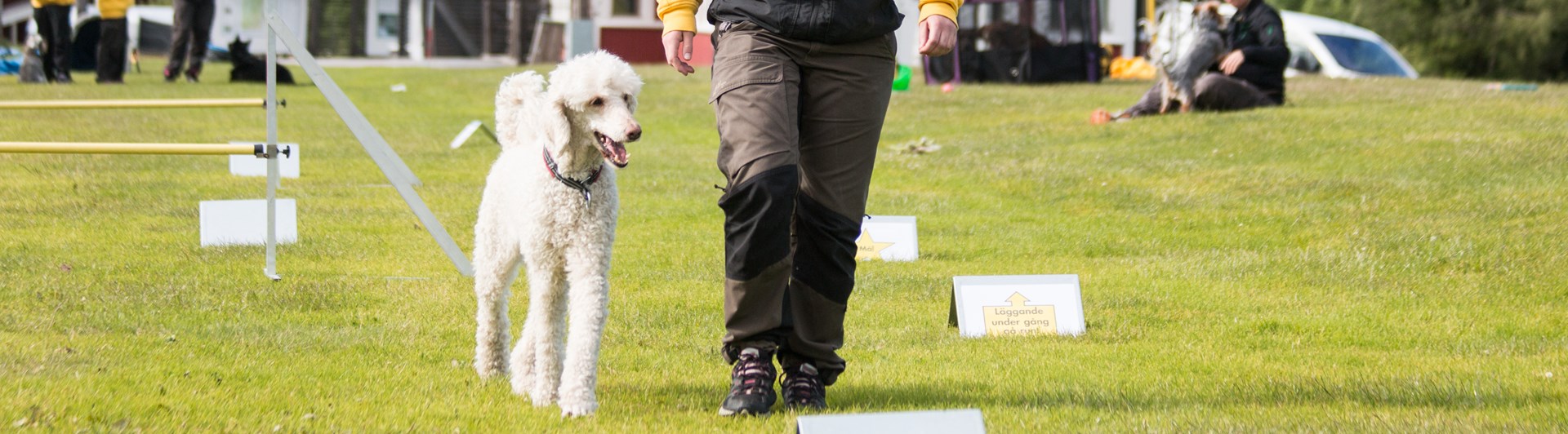 Storpudel som går en rallylydnadsbana