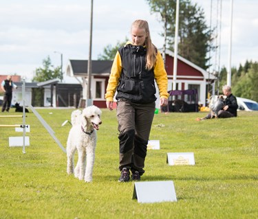 Storpudel som går en rallylydnadsbana
