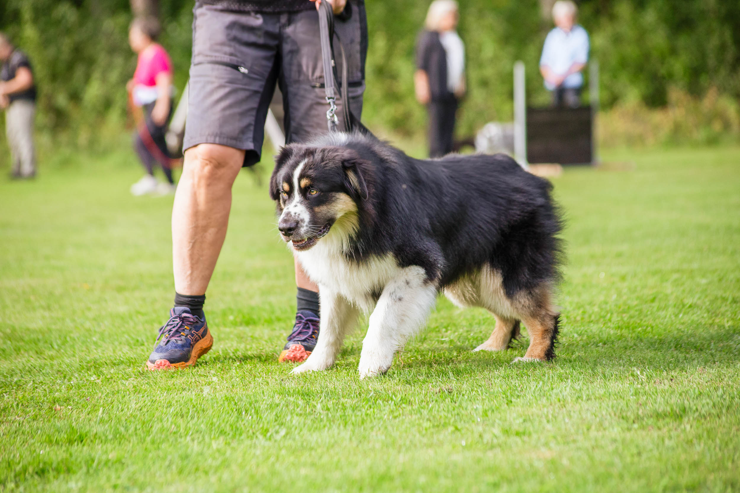 Aussie som drar i kopplet