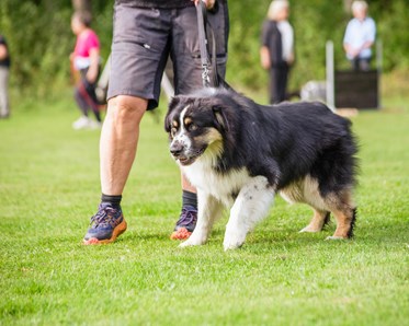 Aussie som drar i kopplet