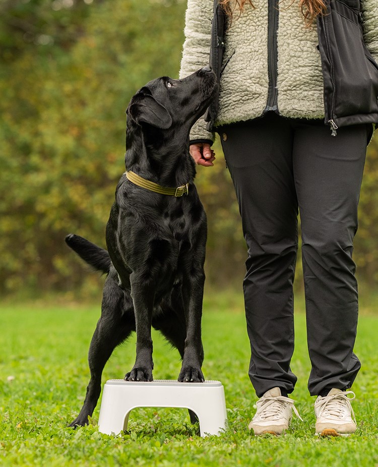 Balansträning på pall