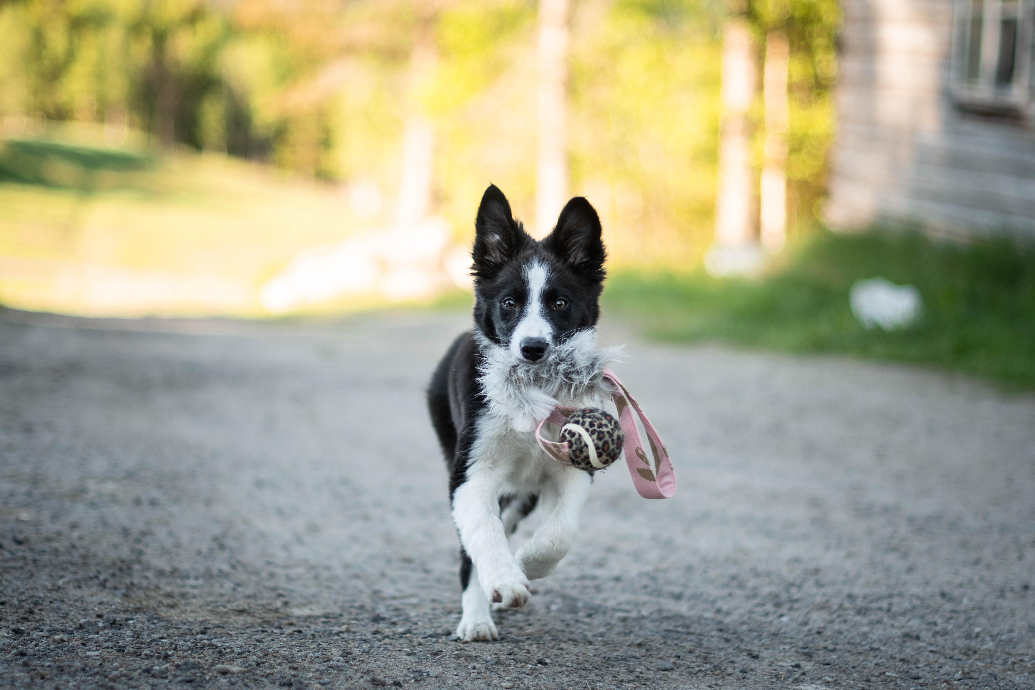 Border collie valp springer med leksak i munnen