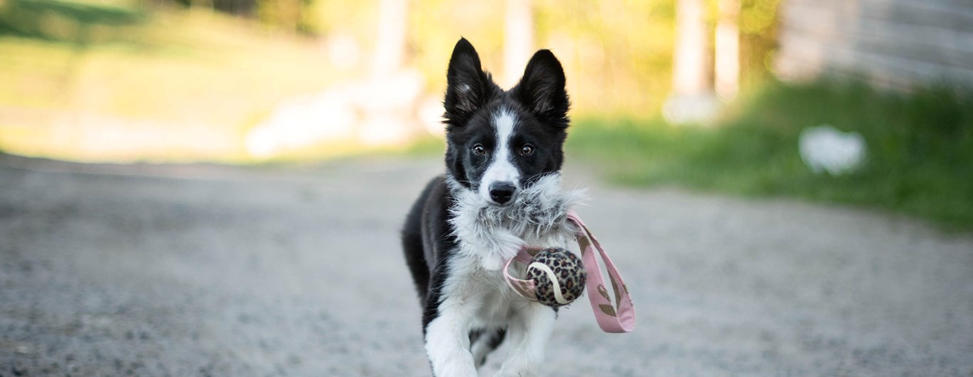 Border collie valp springer med leksak i munnen