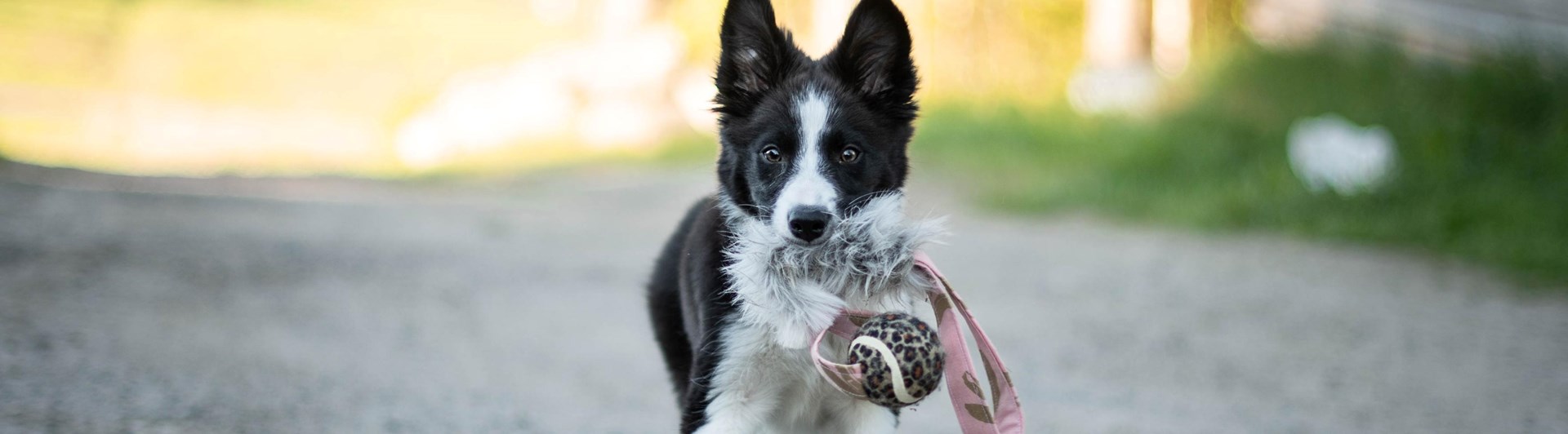Border collie valp springer med leksak i munnen