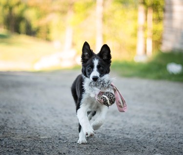 Border collie valp springer med leksak i munnen