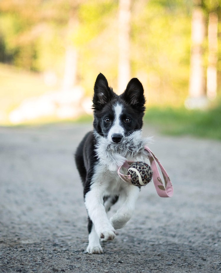 Border collie valp springer med leksak i munnen