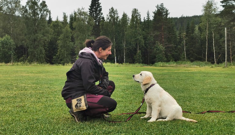 Valp tittar på sin ägare - profilbild.
