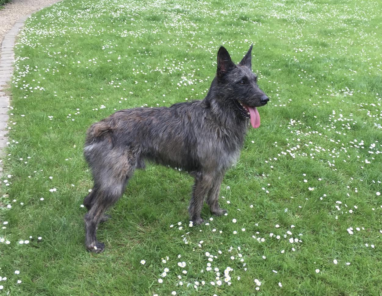 can a australian shepherd and a bouvier des ardennes be friends