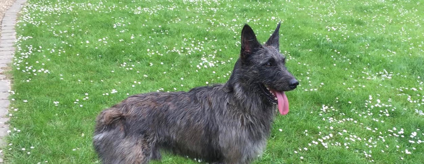 En bouvier des ardennes står på en gräsmatta.