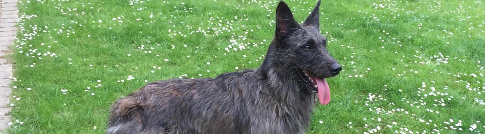 En bouvier des ardennes står på en gräsmatta.