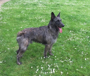 En bouvier des ardennes står på en gräsmatta.