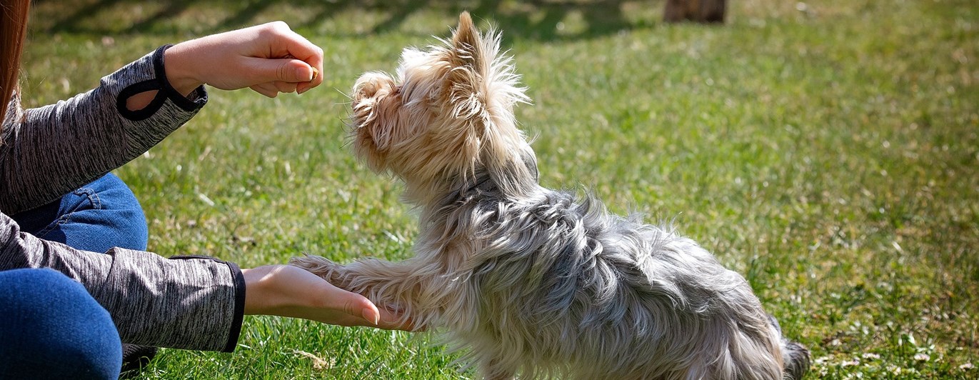Terrier som gör vacker tass med en tjej