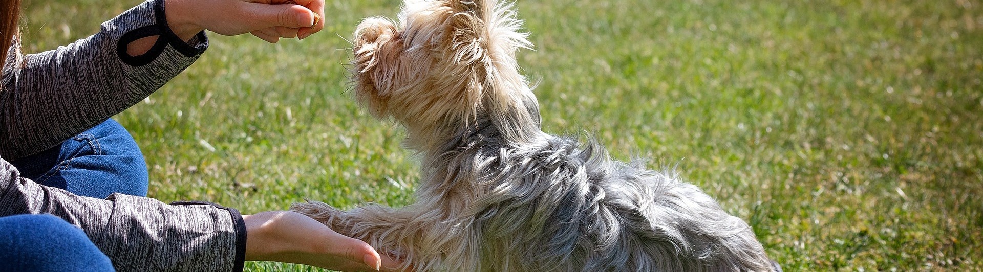 Terrier som gör vacker tass med en tjej