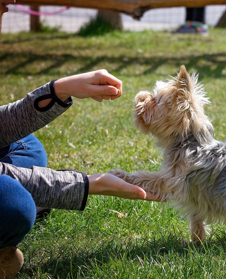 Terrier som gör vacker tass med en tjej