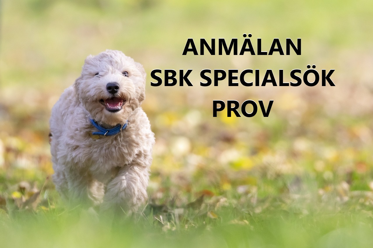 hund som springer mot kameran