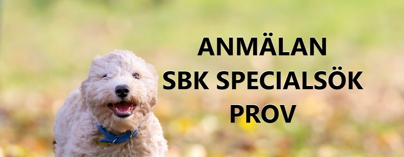 hund som springer mot kameran