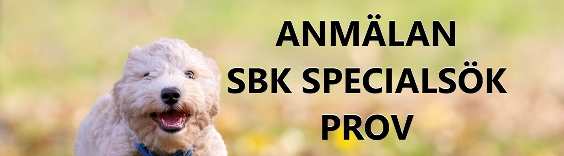 hund som springer mot kameran