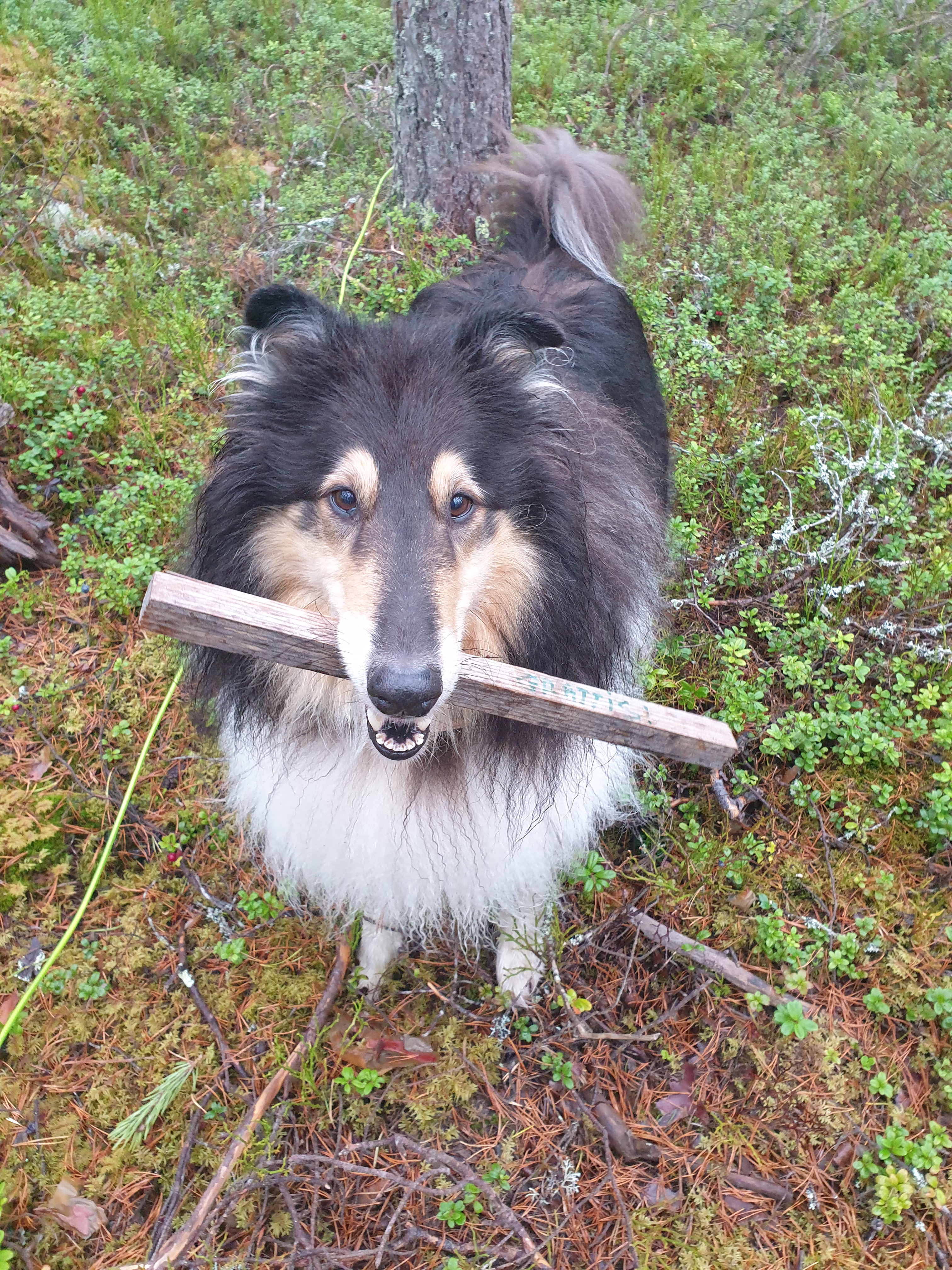 Collie med spårpinne i munnen