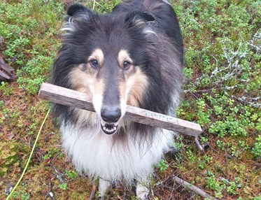 Collie med spårpinne i munnen