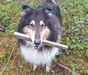Collie med spårpinne i munnen