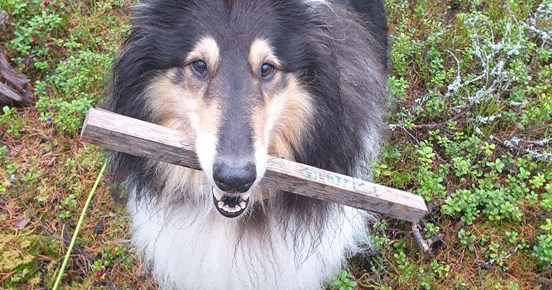Collie med spårpinne i munnen